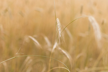 żyto, kłosy, zboże © Szymon Gryko