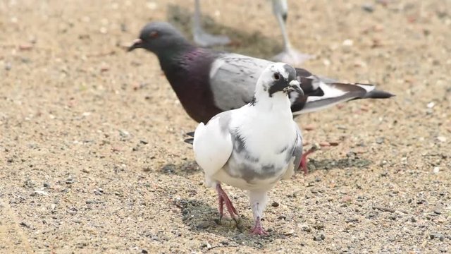 HD video of pigeons foraging through sand on the beach in search of food. They primarily feed on seeds, fruits, and plants.