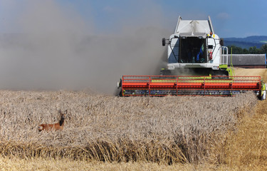 Fototapeta na wymiar Doe, peeking out of grain, is threatened by a moving harvester.
