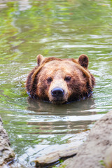 Swimming Grizzly Bear Emerges From Lake in Banff