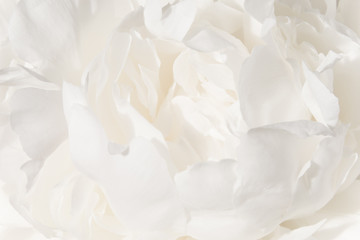 White flower background. A Bud of delicate peony cream-colored close-up. - Powered by Adobe