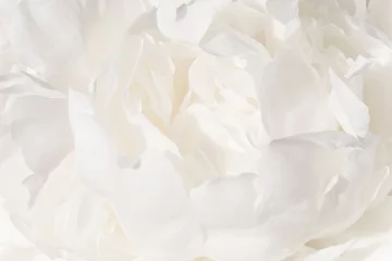  White flower background. A Bud of delicate peony cream-colored close-up. © ALIAKSANDR