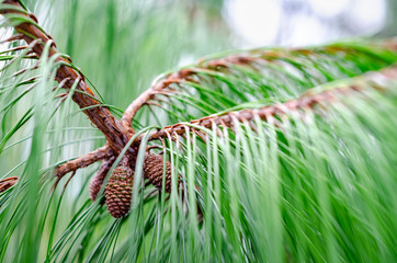 Pine seen from close up, green and small full of vitality, in the middle of the forest with storm and cloudy sky, background blur and natural light