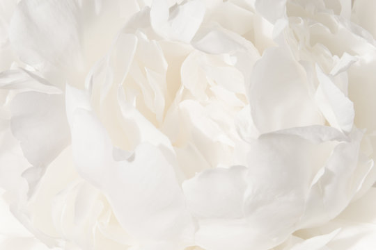 Fototapeta White flower background. A Bud of delicate peony cream-colored close-up.