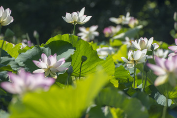 Tall Lotus