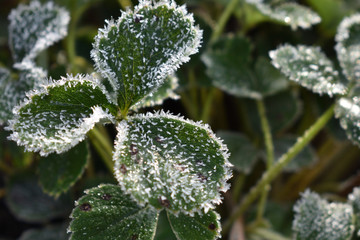 frost on leaf of strawberries
