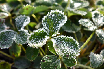 frost on a green leaf