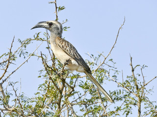 Grey Hornbill, Kruger National Park