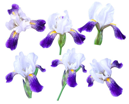 iris on white background