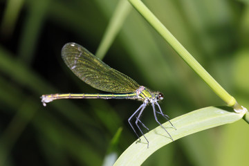 weibliche Gebänderte Prachtlibelle, Calopteryx splendens