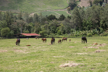  meadow with horses grazing in Panama