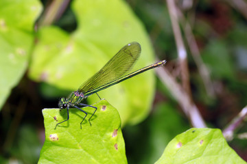 weibliche Gebänderte Prachtlibelle, Calopteryx splendens