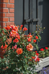 Fototapeta na wymiar Beautiful Bush of red roses on a background of a brick wall.