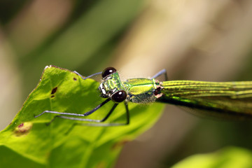 weibliche Gebänderte Prachtlibelle, Calopteryx splendens