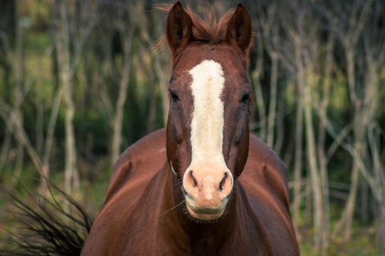 Horse Looking Straight Ahead