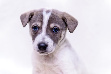 pet little white puppy