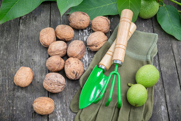 Walnuts, green nuts, leaves, gloves, spade and rake on wooden board.