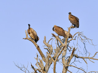 White-backed vulture, Kruger National Park