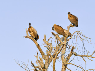 White-backed vulture, Kruger National Park