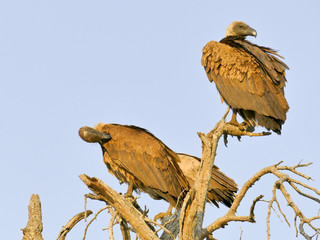 White-backed vulture, Kruger National Park
