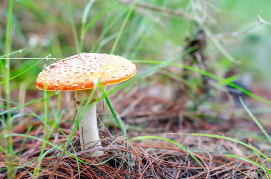 Giant poisonous mushroom, in the middle of the forest surrounded by grass, at midday with the sunlight, yellow and big, and roided by pine blunt in the field