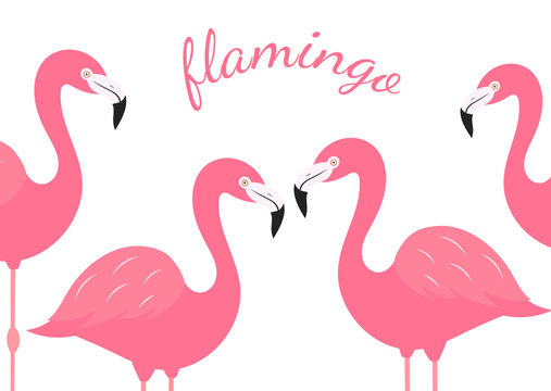 Group of pink flamingos