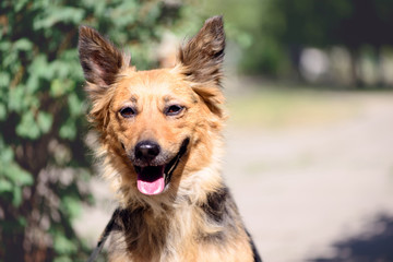 pet dog crossbreed sheepdog outdoor