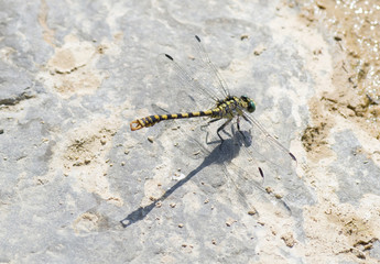 Libellule © Marylène