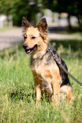 pet dog crossbreed sheepdog outdoor