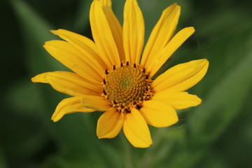 Mexican sunflower bloom