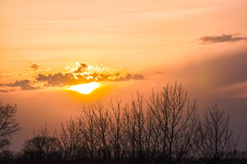 Golden sunset over the tops of the trees