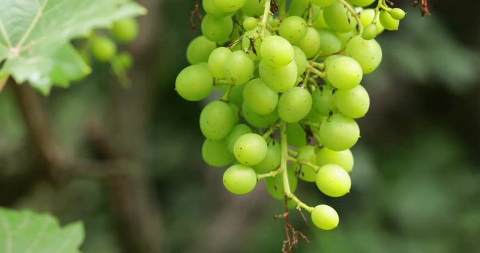 Grape cluster in vineyard at summer sun, waving at slow wind, steadicam close-up, no people