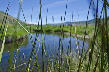 A view through the tall grass of the wetlands on the park city countryside. 