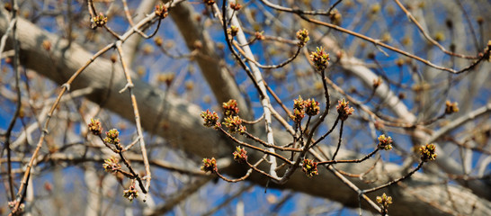 Young Maple buds on the background of vibrant blue sky. Beautiful spring scene.