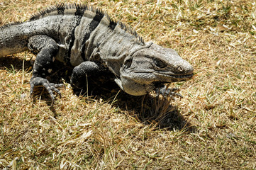Iguana from the Caribbean