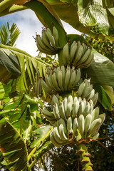 SANTA CRUZ, TENERIFE / SPAIN - FEBRUARY 27 2018: Waterfall in botanic garden of Santa Cruz de Tenerife