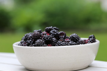 Bowl of fresh blackberries from the garden