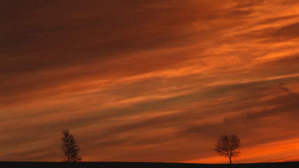 Trees silhouettes at red sunset sky