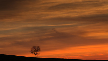 Fototapeta na wymiar Lonely tree silhouette at sunset