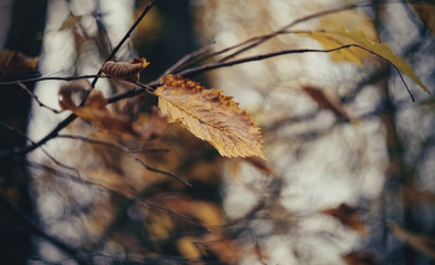 Lonely leaf late fall.