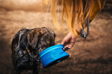 Thirsty german shepherd dog drinks water from a dog bowl given to him by woman