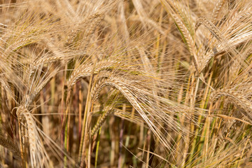 Close up of ripe barley in a field.