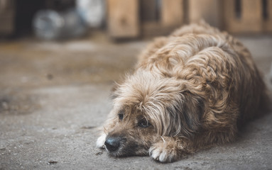Naklejka na ściany i meble Sad little yellow dog lying on the street, alone and abandoned