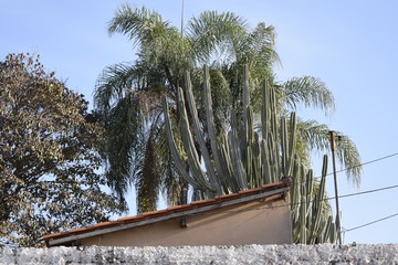 Árvore atrás de telhado de casa