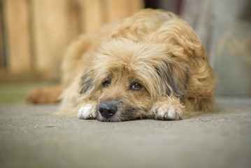 Naklejka na ściany i meble Sad little yellow dog lying on the street, alone and abandoned