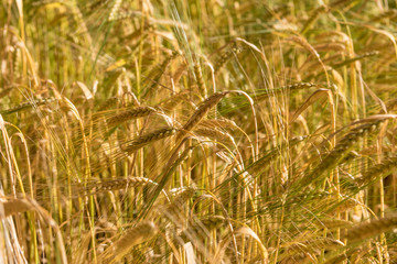 Close up of ripe barley in a field.
