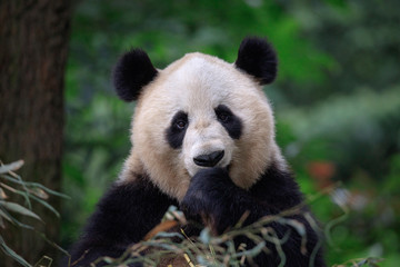 Panda Bear relaxing in Sichuan Province, China. Panda is holding left paw in front of face, looking directly at viewer. Endangered Wildlife Conservation in China