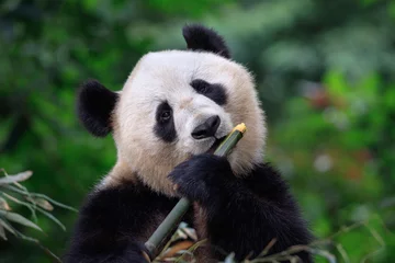 Tuinposter Panda Bear Genieten/eten Bamboe, Bifengxia Panda Reserve in Ya& 39 an - Provincie Sichuan, China. Panda kijkt naar de kijker en houdt een groot stuk bamboe vast. Bedreigde diersoorten Bescherming van dieren © Cedar