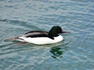 Male of the common merganser / goosander (Mergus merganser) floating on water