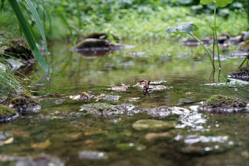 At a small stream in the Bavarian Germany, there are wonderful landscape to admire
